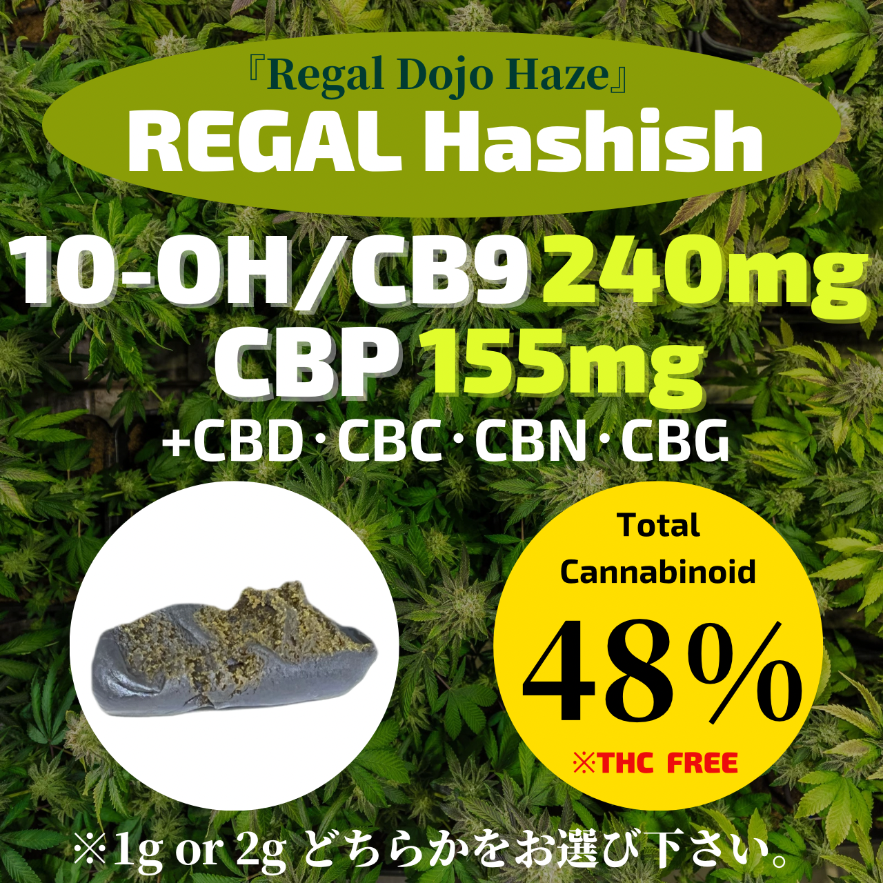 【 CBP配合 REGALハシシ 】『REGAL DOJO HAZE』